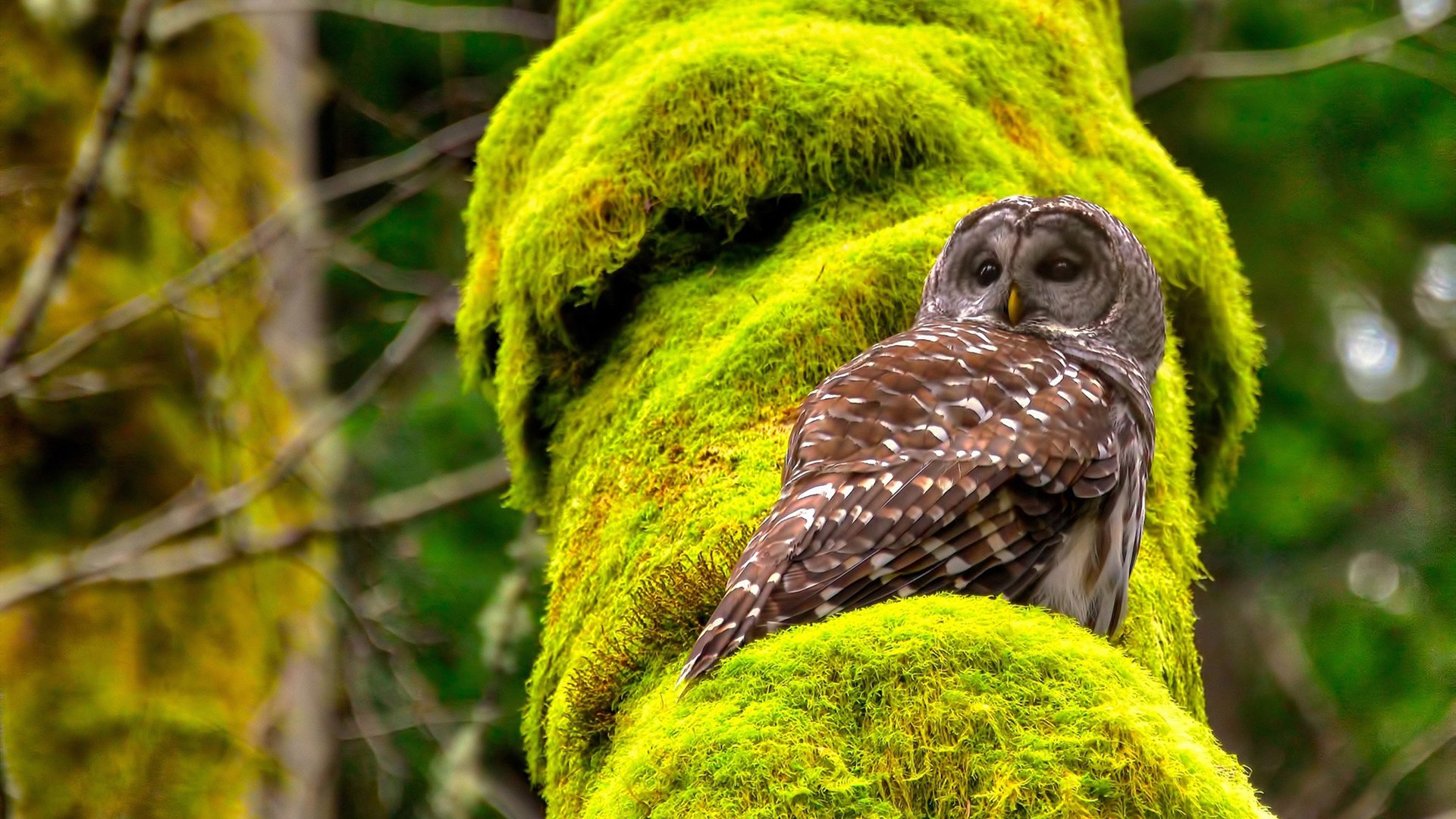 战术大爆炸：一场比赛中不同战术的碰撞，战术爆破模式是什么